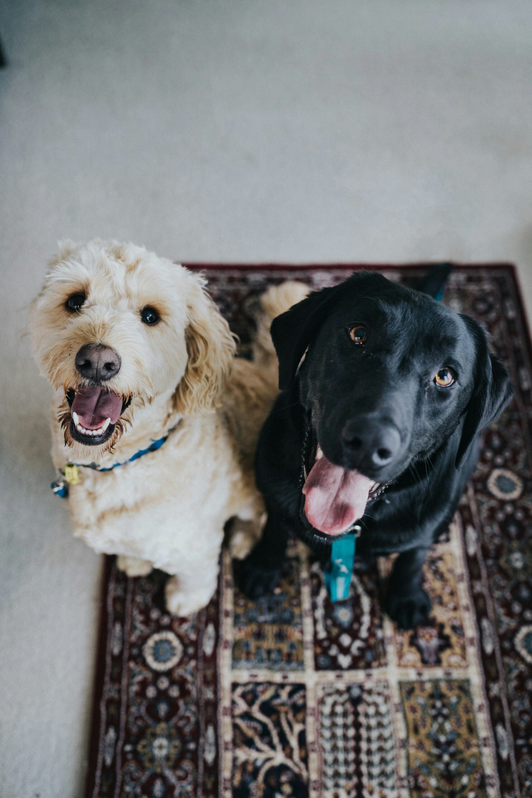 Black Labrador and Golden Retriever sitting next to each other smilling