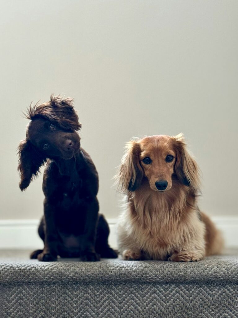 Two teckel dogs on a stair looking at the camera